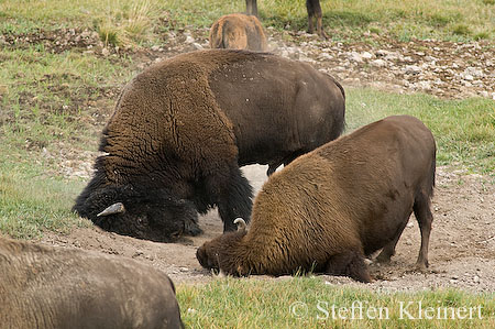 018 Amerikanischer Bison - Buffalo
